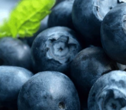 Bilberry fruit extract