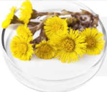 Coltsfoot Extract