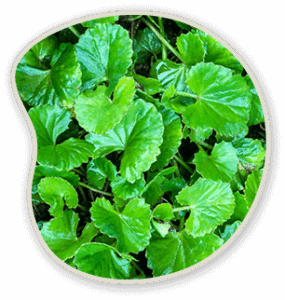 Gotu-Kola