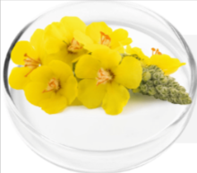 Mullein Extract