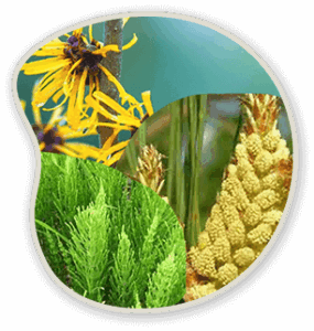 Witch-Hazel-Scots-Pine-and-Horsetail-Extract